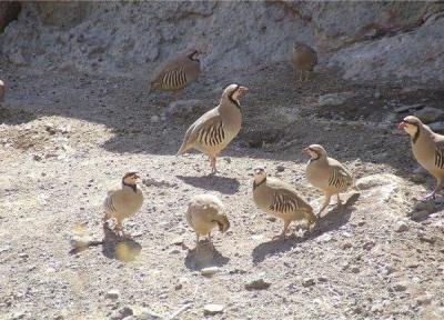 استان ایلام دارای تنوع زیستی منحصر به فرد است