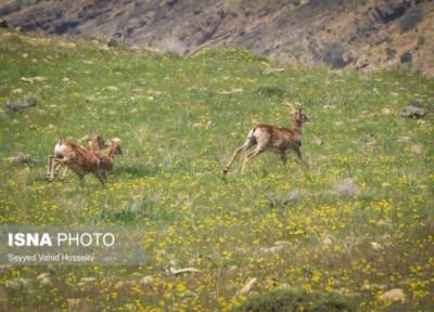 تداوم ممنوعیت صید و شکار در استان تهران طی فصل بهار