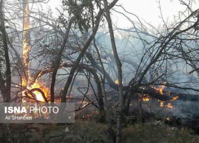 دلیل آتش سوزی باغات فریزهند تعیین نیست، کشاورزان خسارت دیده بیمه نبودند