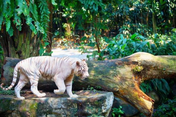 مقاله: باغ وحش سنگاپور