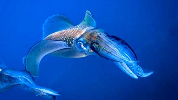 عجیب ترین تغییر رنگ در دنیای ماهی ها