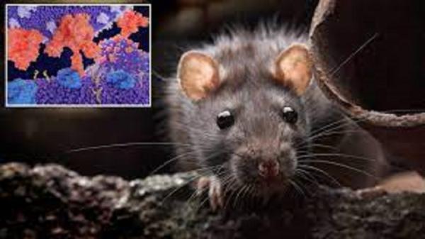 موش های صحرایی حاملان بعدی احتمالی ویروس کرونا