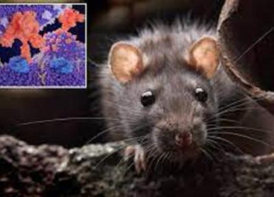 موش های صحرایی حاملان بعدی احتمالی ویروس کرونا