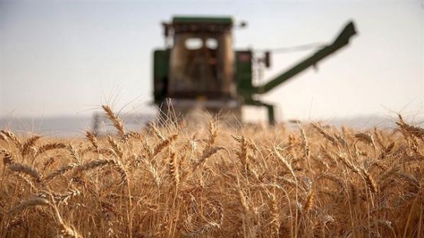 خرید گندم در کشور از مرز یک میلیون تن گذشت