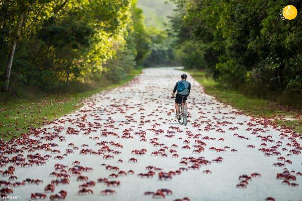 راهپیمایی میلیونی خرچنگ های قرمز